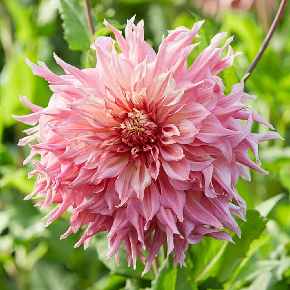 Dahlia 'Penhill Watermelon'